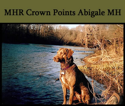 caroway chesapeake bay retrievers